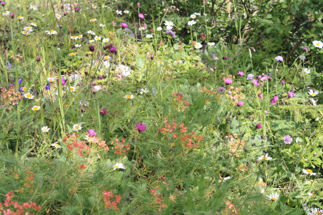 Annexe prairie flaeurie.JPG