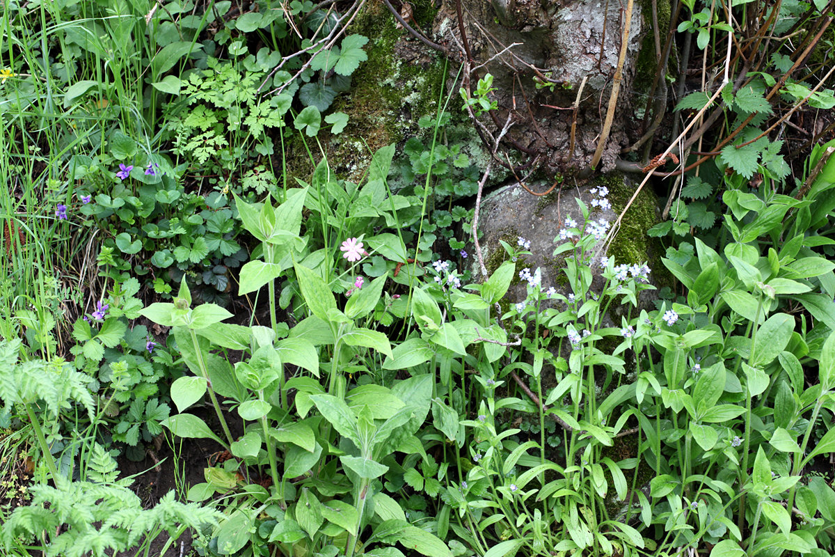 Annexe orcival 8 mai 2013.jpg