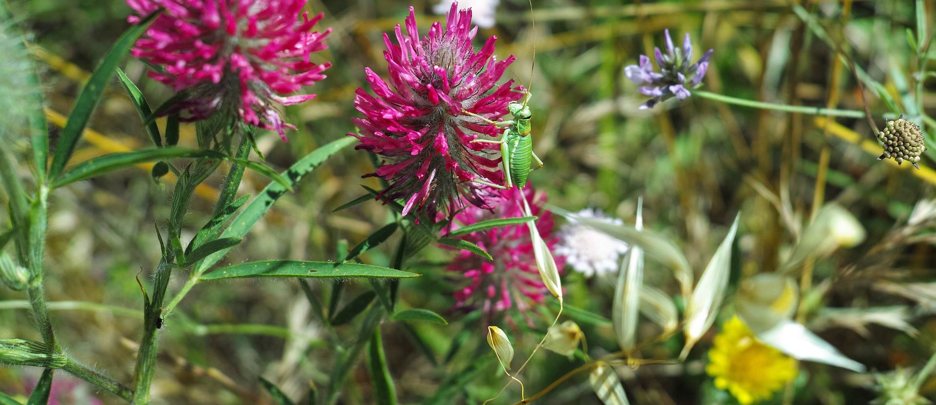 Annexe SDIM162210.JPG