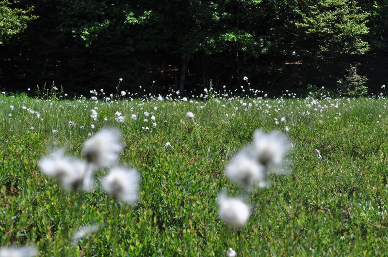 Annexe Linaigrette-Aubrac 800px.jpg