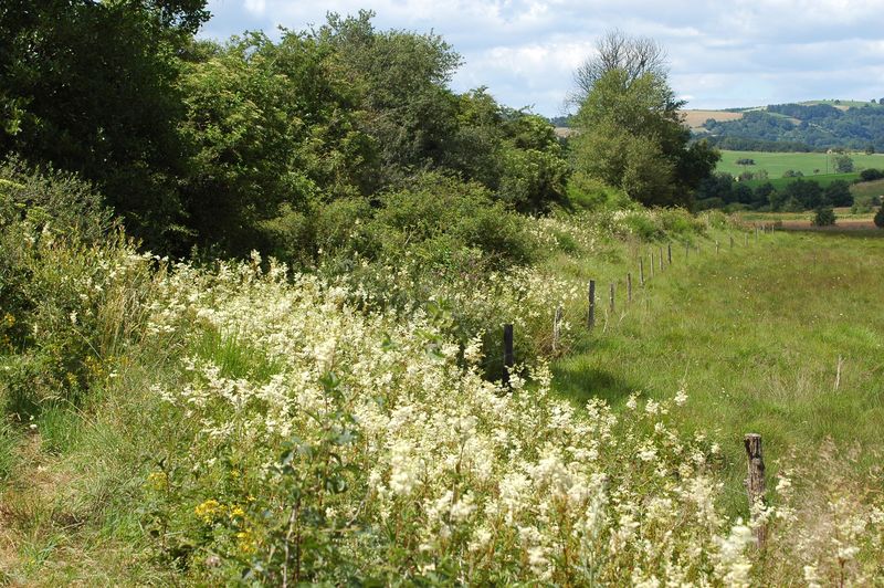 Annexe Reine des près Les Rauzes-800px.jpg
