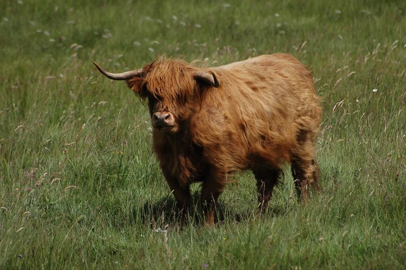 Annexe autre reine des près-800px.jpg