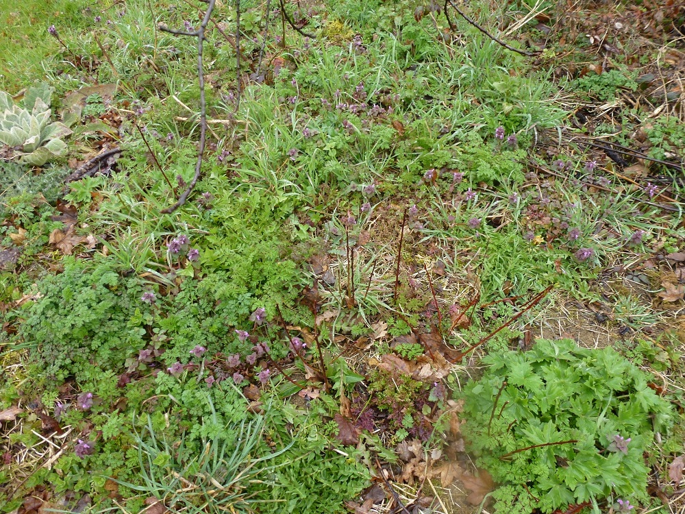 Annexe biodiversité.JPG