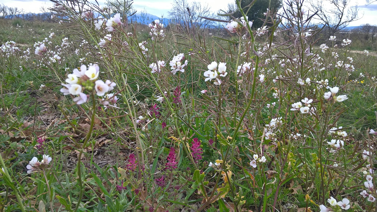 Annexe Chemin des arcades