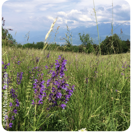 Annexe biodiversite.png