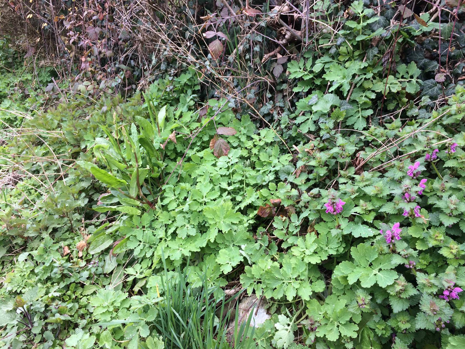 Annexe biodiversité.jpg