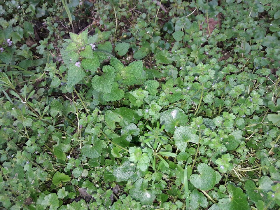 Annexe plantes vallon 1.jpeg