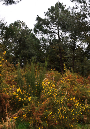 Annexe Biodiversité Gal.jpg