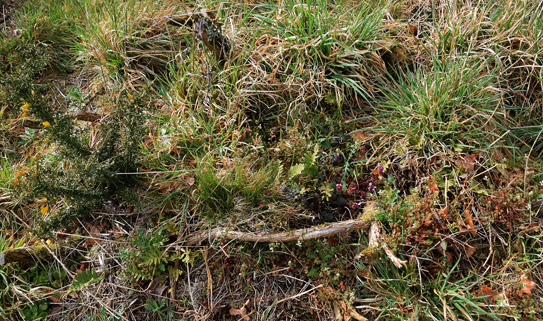 Annexe biodiversité sol.jpg