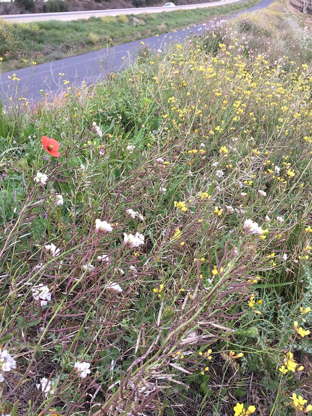 Annexe Bordure vigne  route.JPG