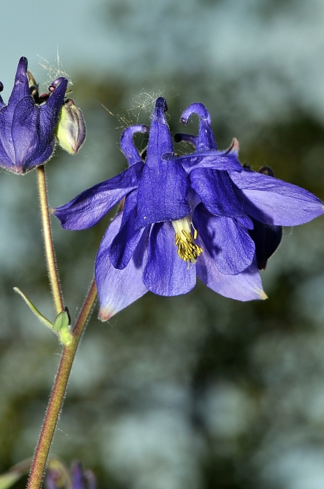 Annexe Ancolie-commune-FLORE-COL-CALCAIRE-ALSACE_1859.jpg
