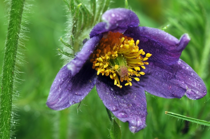 Annexe Anemone-pulsatille-FLORE-COL-CALCAIRE-ALSACE_2033.jpg