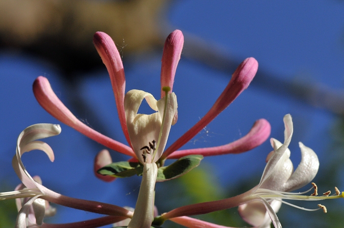 Annexe Chevrefeuille-des-bois-FLORE-COL-CALCAIRE-ALSACE_1370.jpg