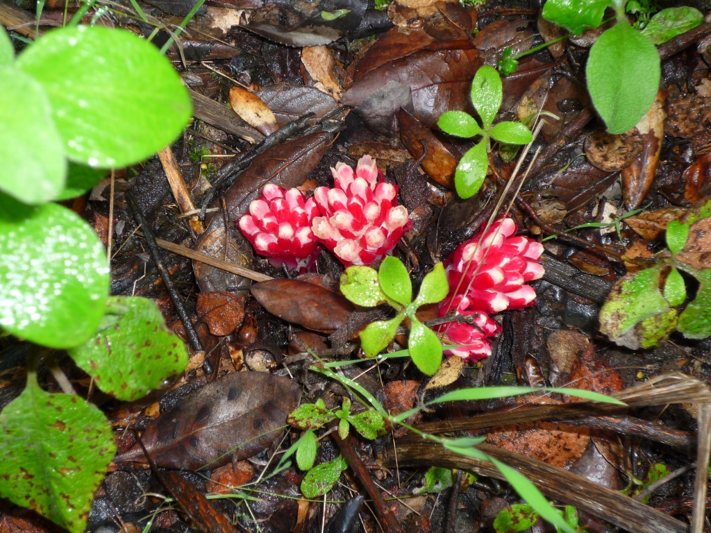 Annexe P1060553_compressée.jpg