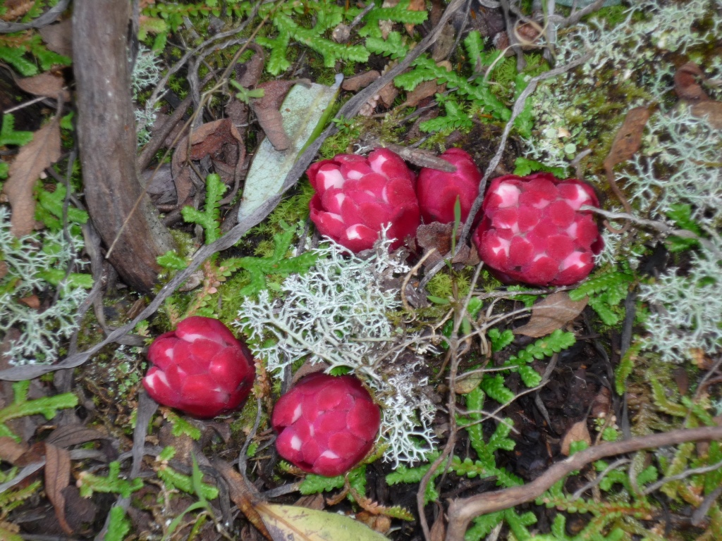 Annexe P1060578_compressée.jpg