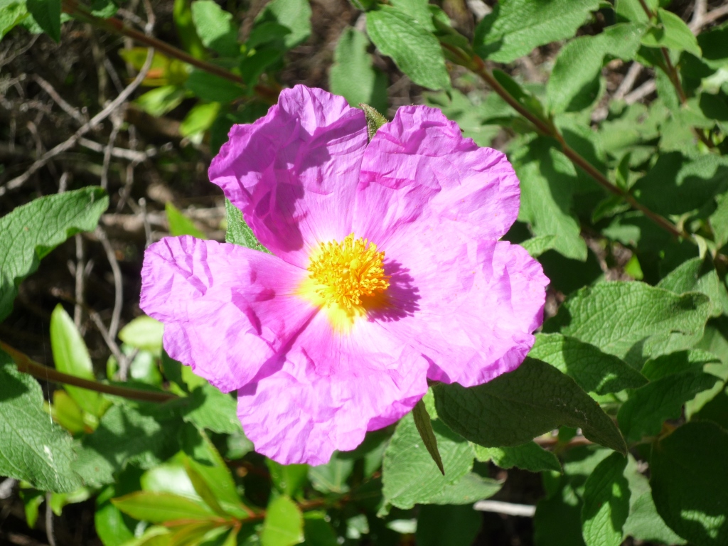 Annexe P1060580_compresse.jpg