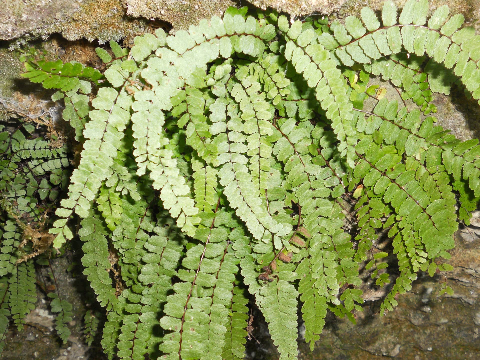 Annexe Copie_desert_rousseau_capillaire_compress.jpg