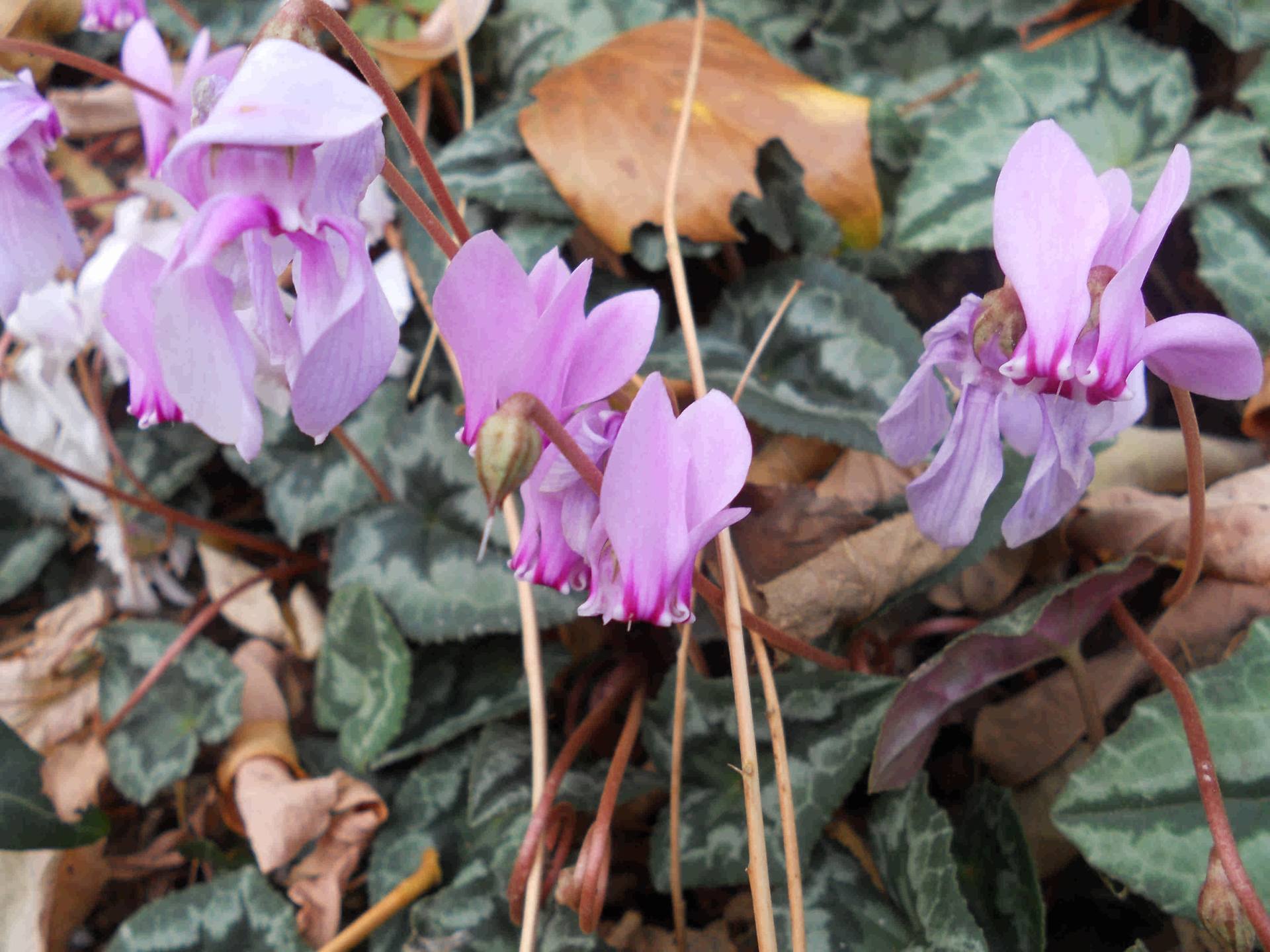 Annexe Copie_desert_rousseau_cyclamen_hederifolium_compress.jpg