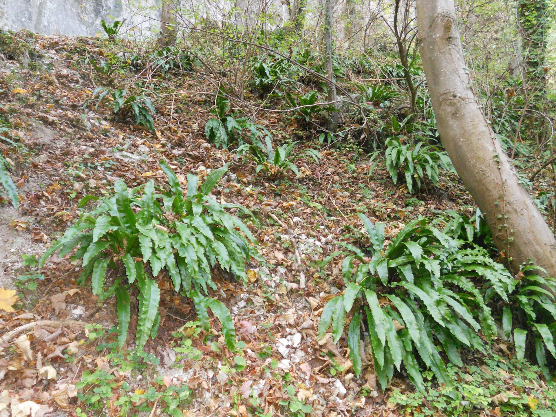 Annexe Copie_desert_rousseau_scolopendre_compress.jpg