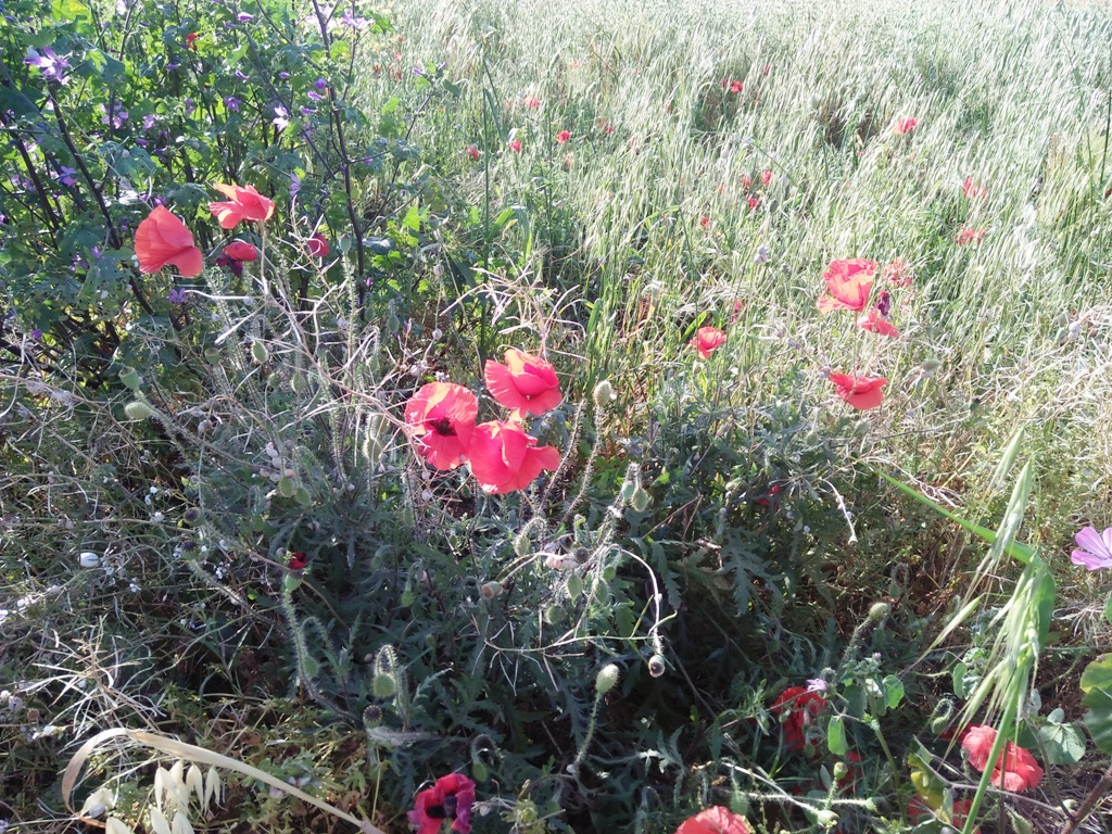 Annexe IMG20170503171716.jpg