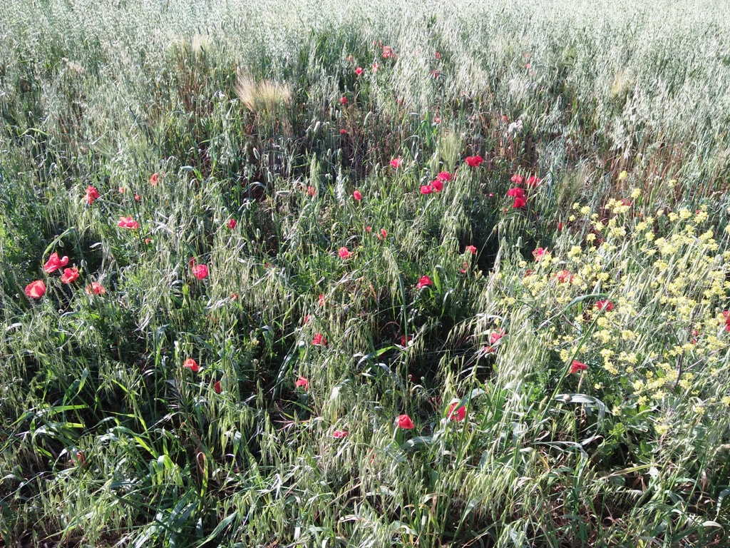 Annexe IMG20170503171725.jpg