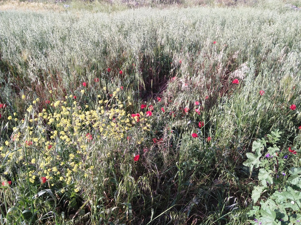 Annexe IMG20170503171728.jpg