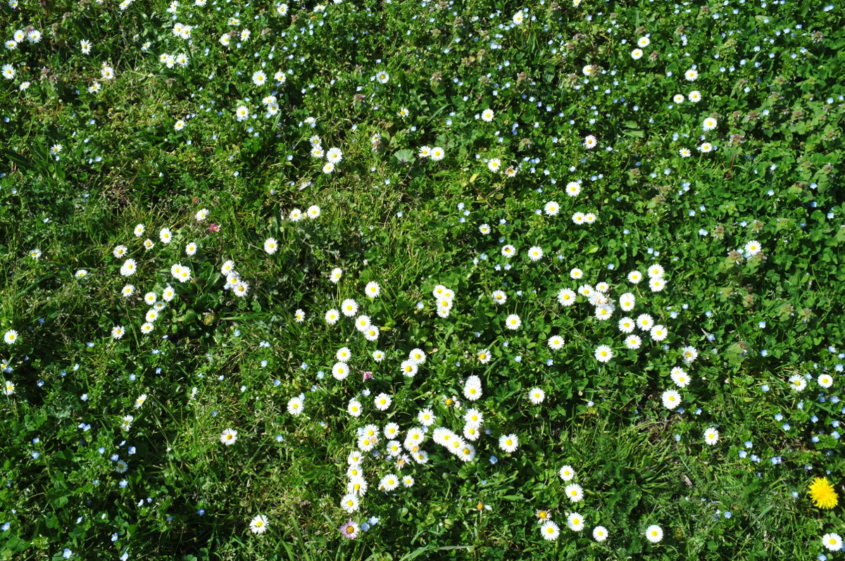 Annexe Martinière.JPG