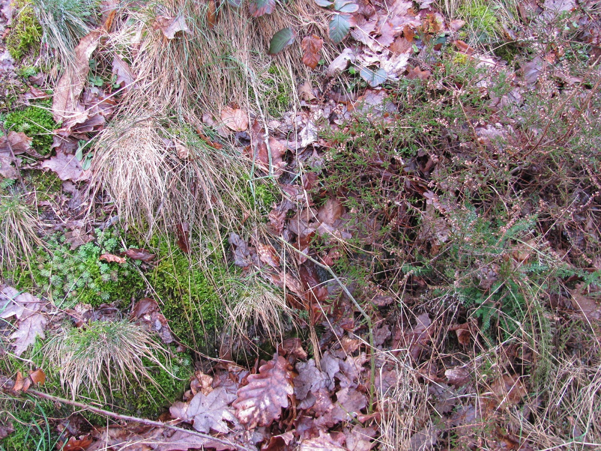 Annexe biodiversité.jpg