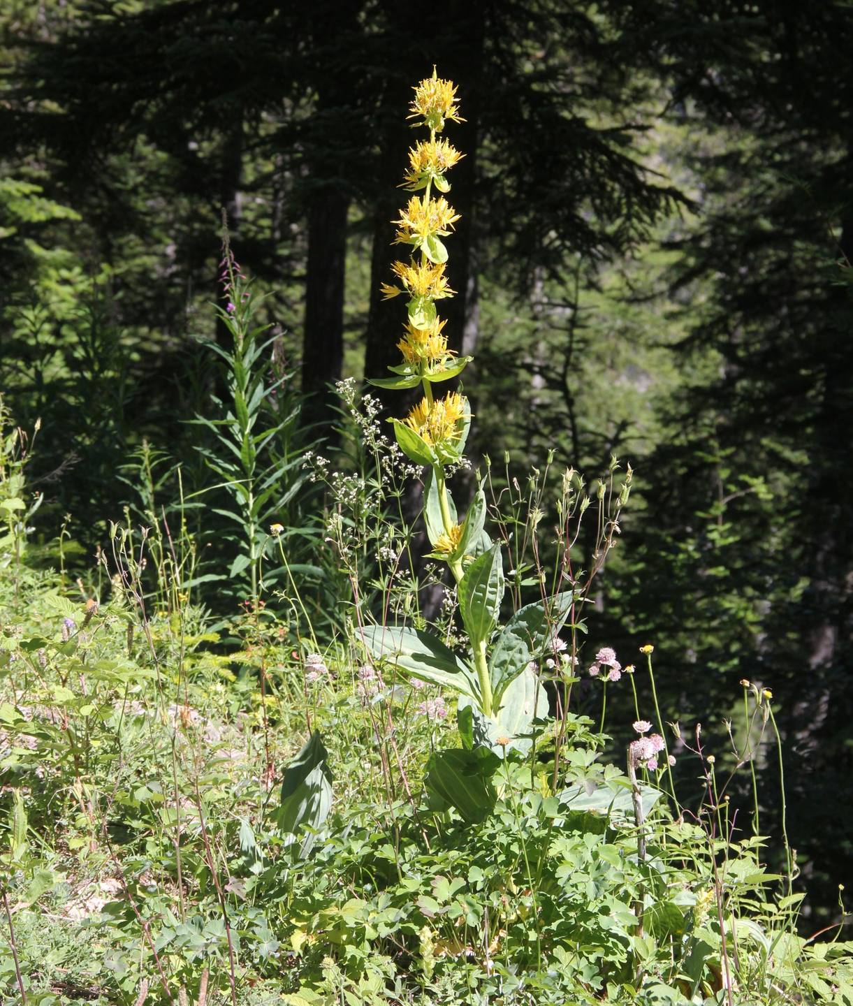 Annexe Talus forestier alpin.jpg