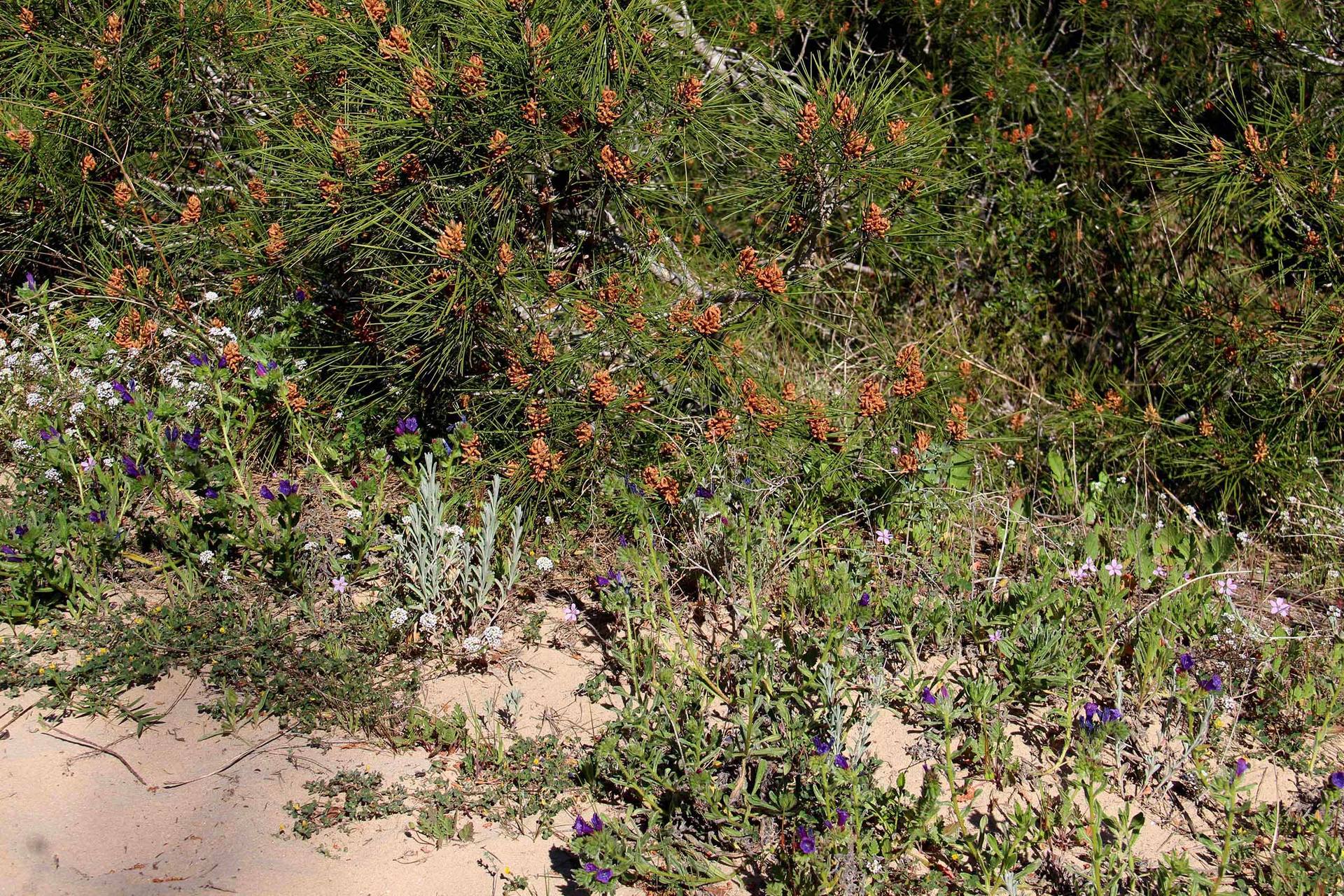 Annexe Biodiversidad.jpg