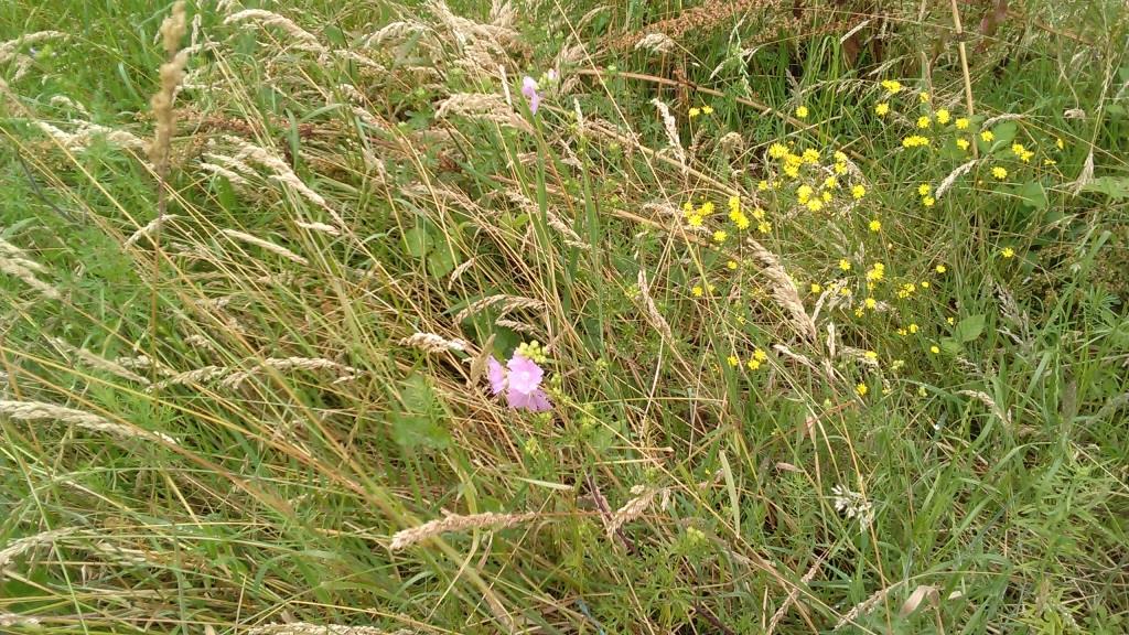 Annexe Prairie commune.jpg