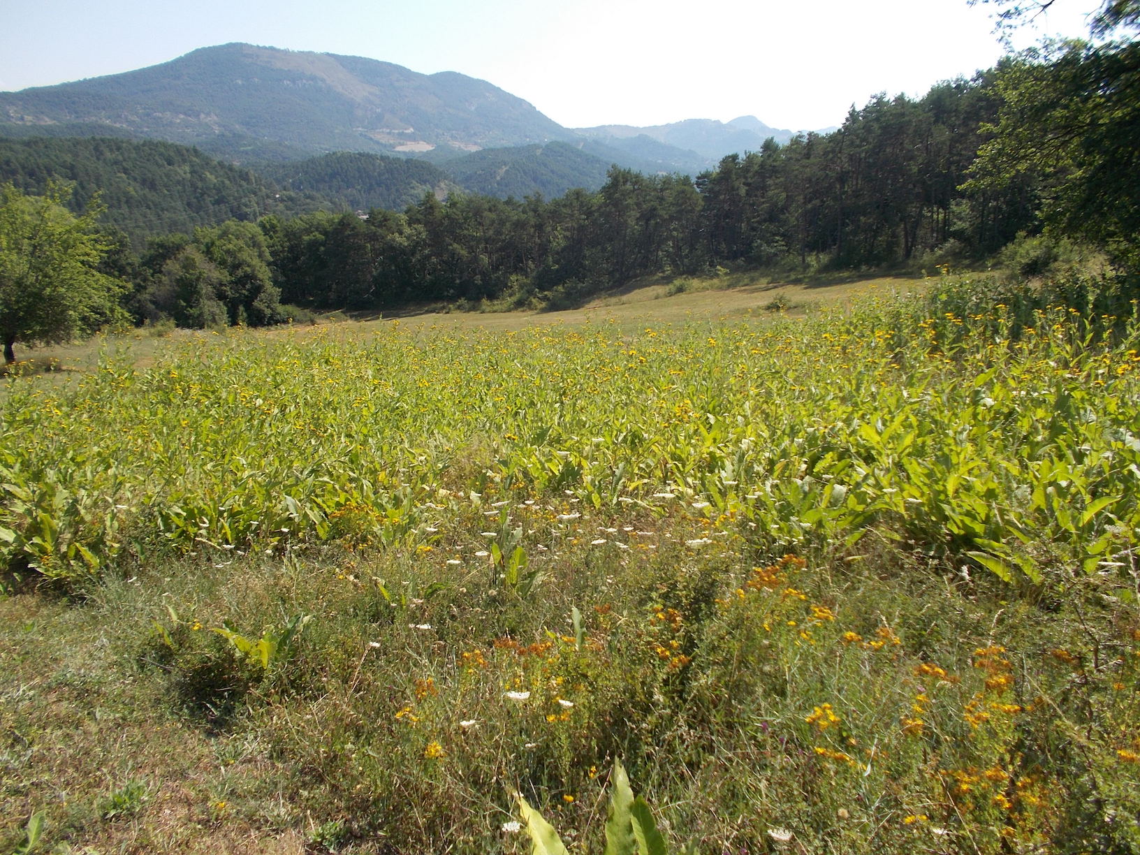 Annexe La Penne Prairie alpine aunée 13 - copie.jpg