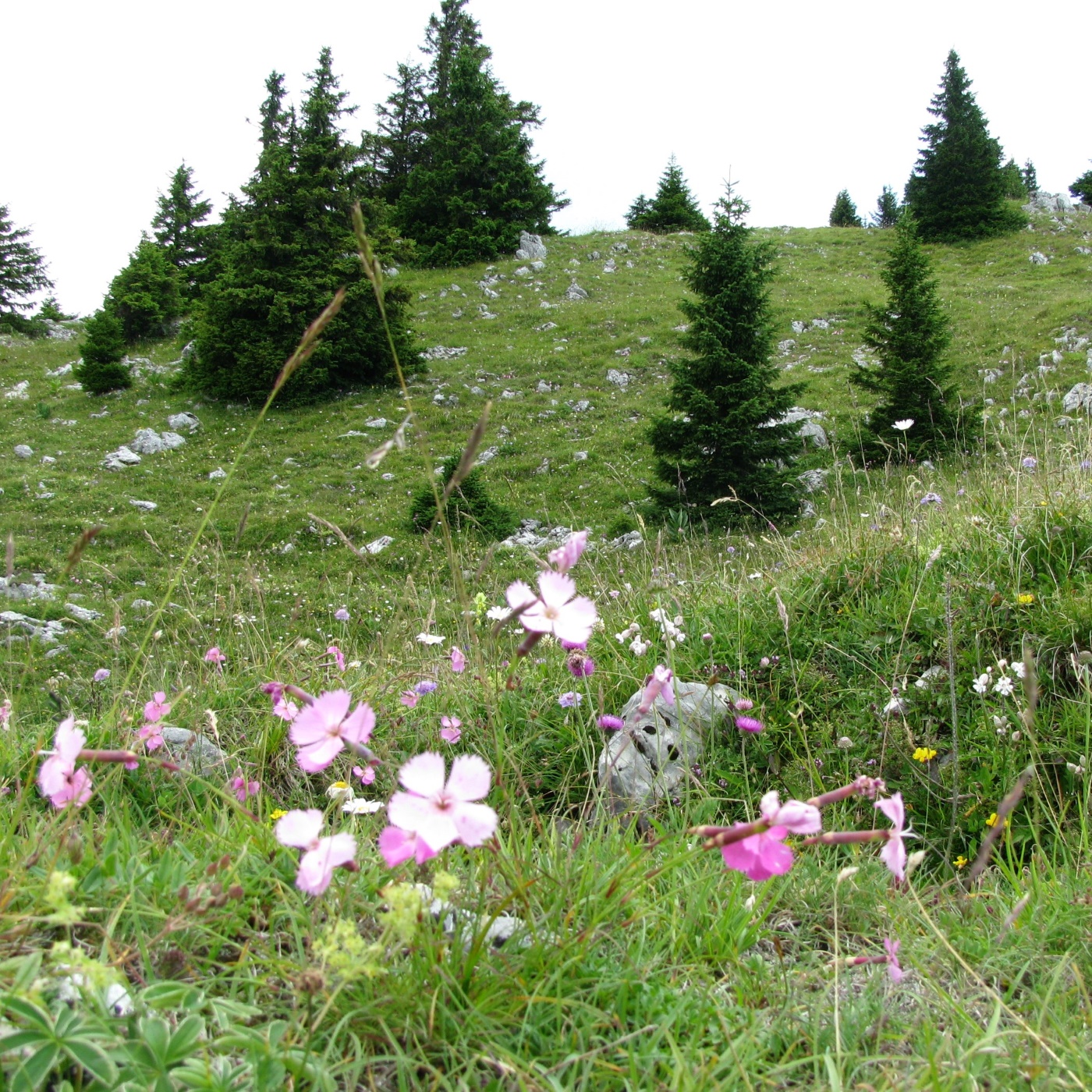 Annexe prairie de la Dôle.jpg