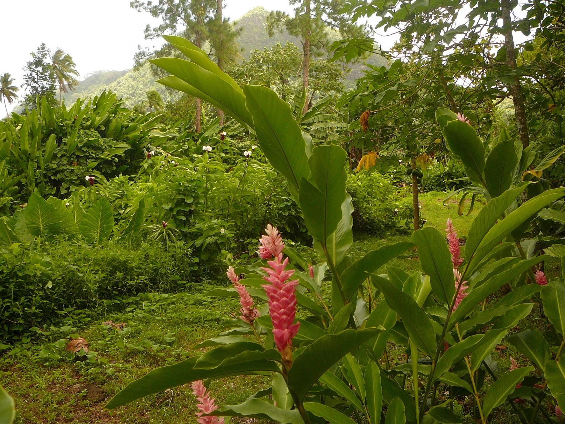 Annexe 16 02 06 Raiatea Jardin botanique (85) comp..jpg