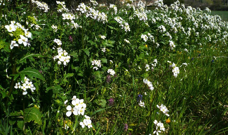 Annexe plantes espèces différentes 012.JPG