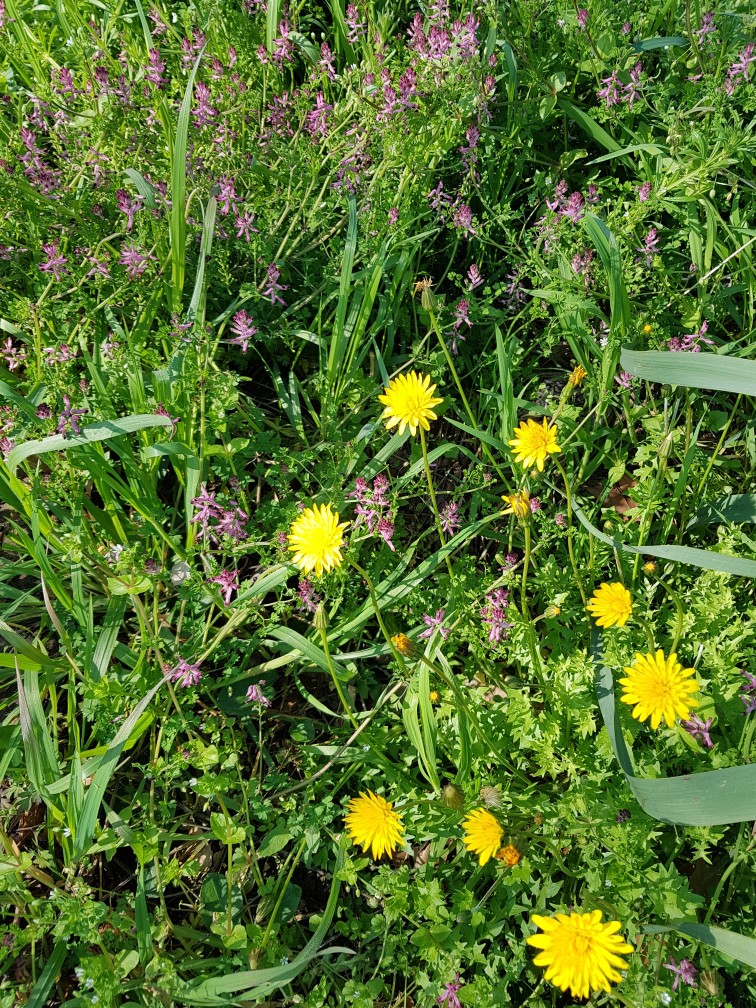 Annexe 20180327_102428-756x1008.jpg