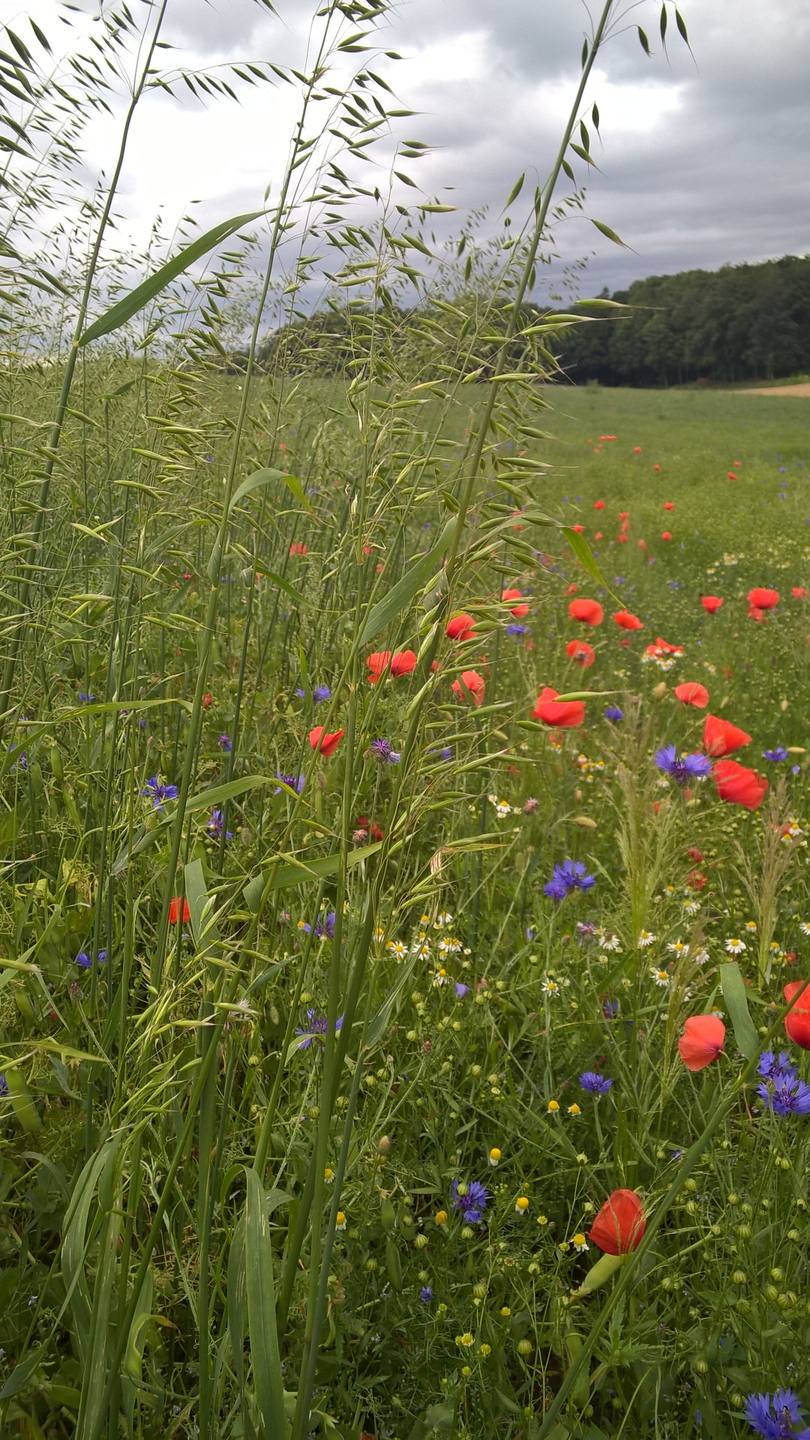 Annexe WP_20160702_18_17_41_Pro.jpg