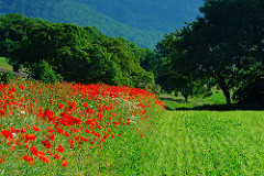 Annexe 14238900957_584d1eafd2_m.jpg