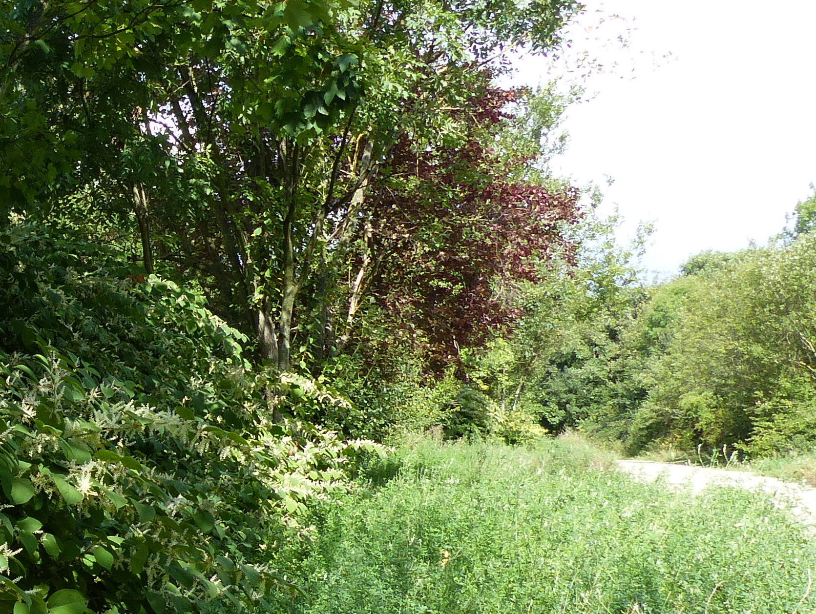 Annexe aP1380989_friche.JPG