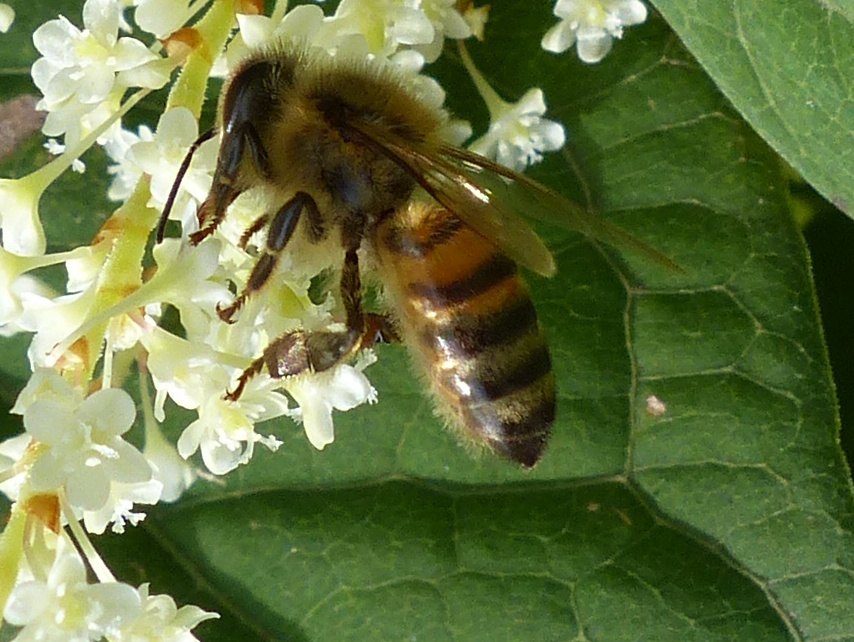 Annexe aaP1390072_apisM-XX.JPG