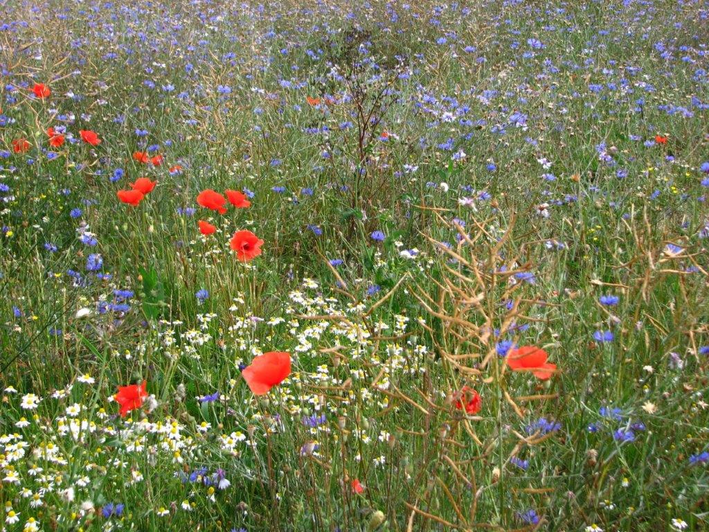 Annexe coquelicot 3.jpg