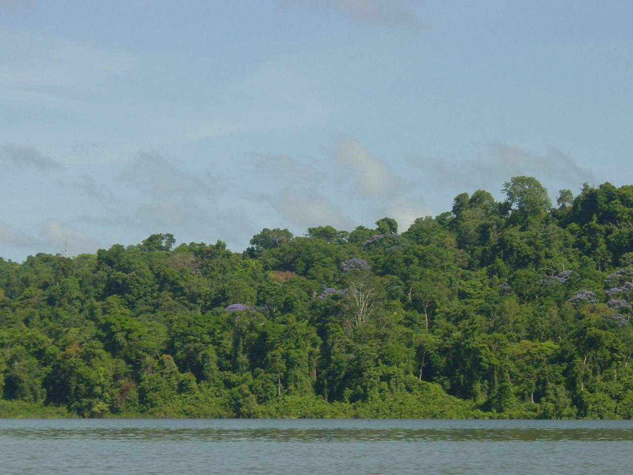 Annexe jacaranda copaia.jpg