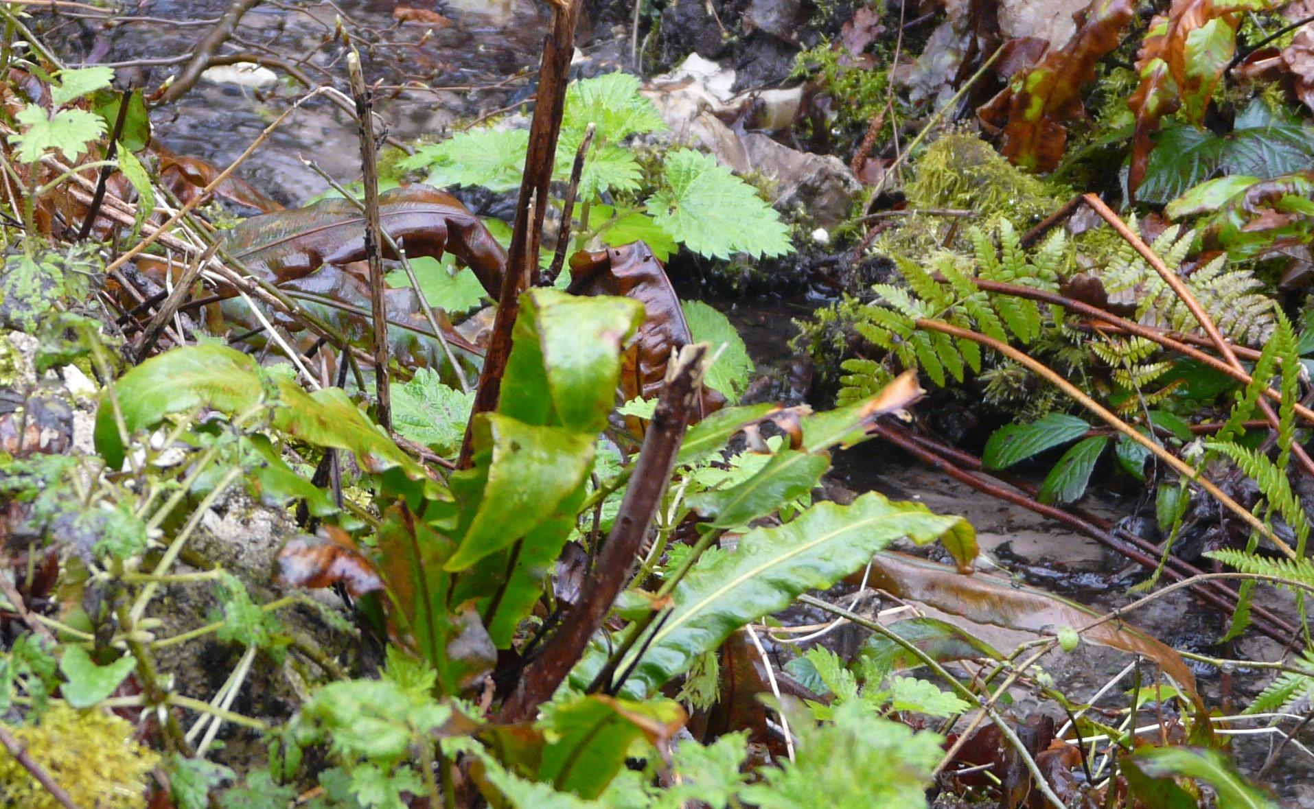 Annexe Semaine2_Activite2.JPG