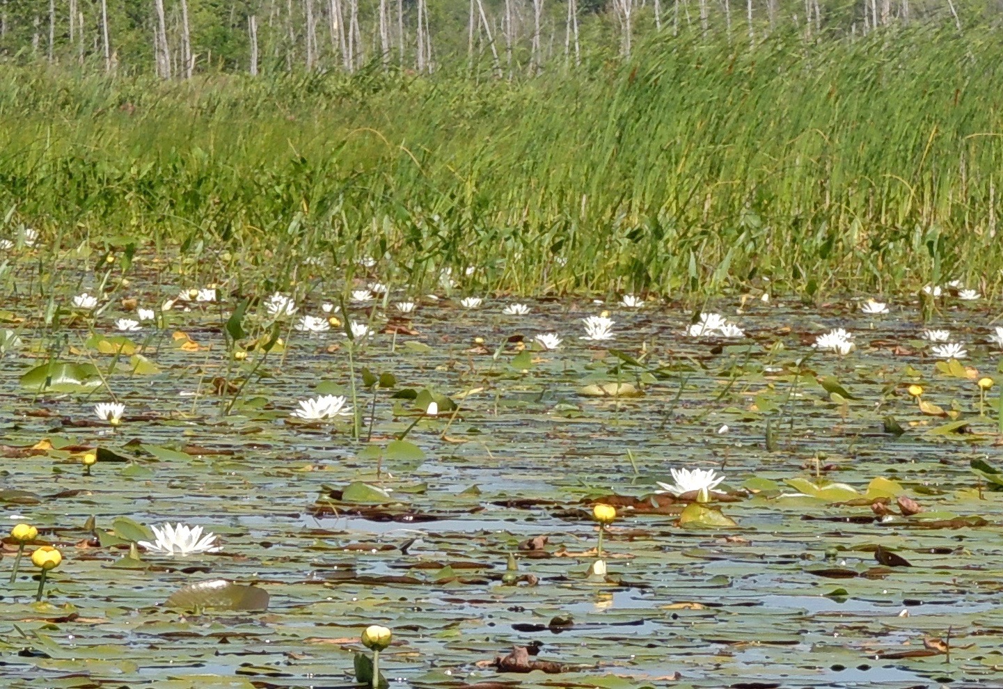 Annexe DSCN5456 2.jpg