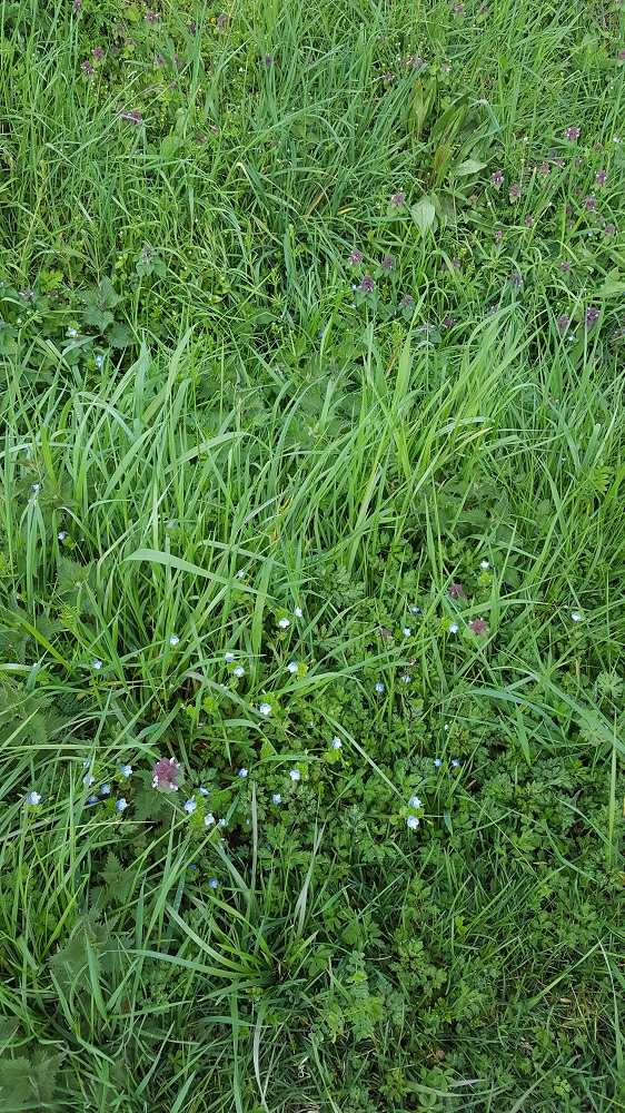 Annexe biodiversité2.jpg