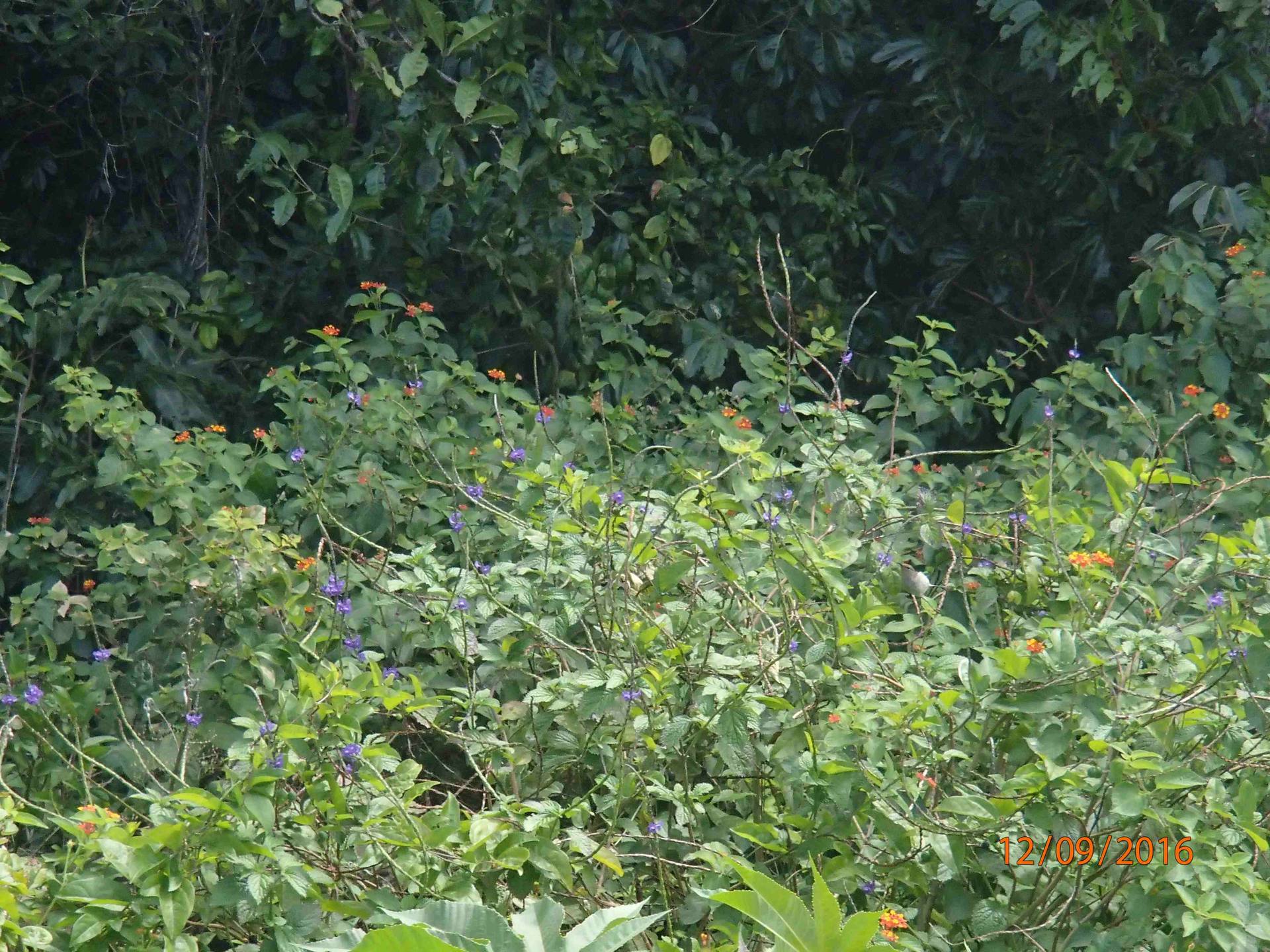 Annexe multi espèces__01.JPG