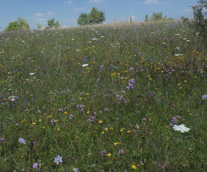 Annexe Pelouse séche vosgienne.png