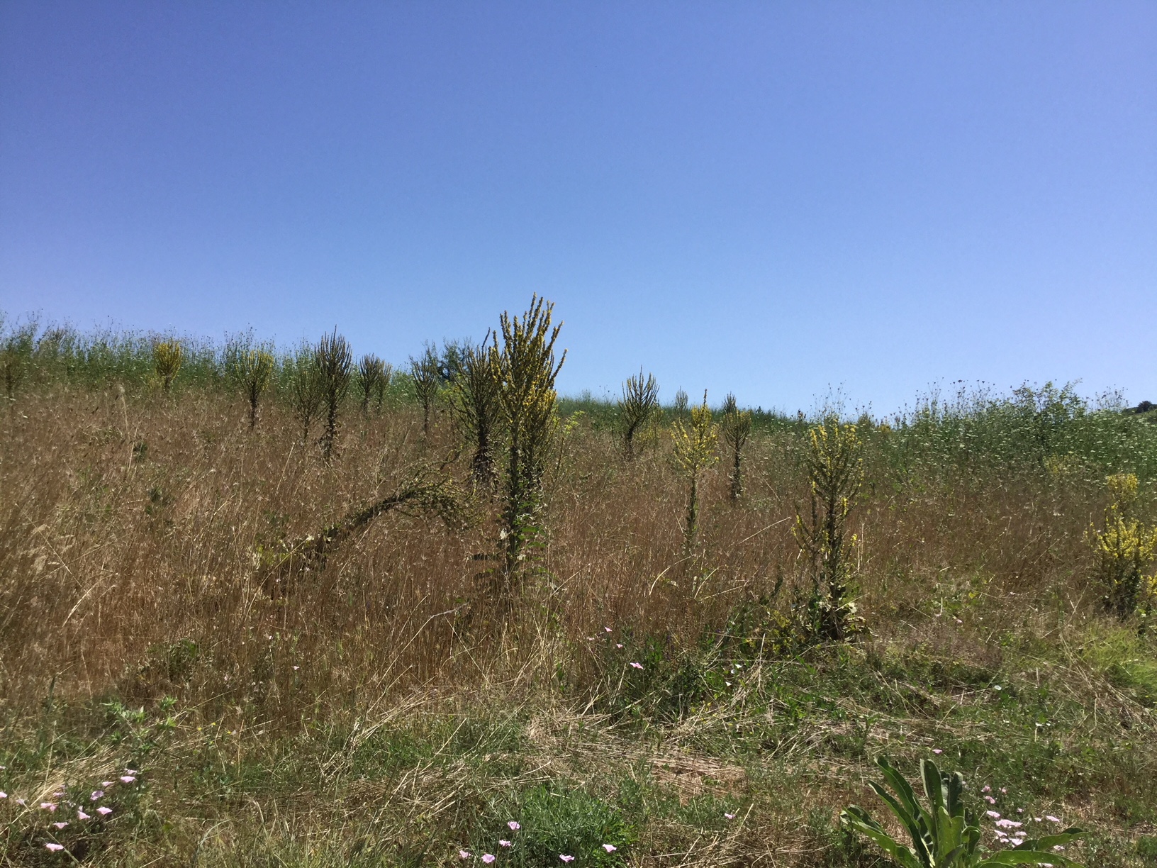 Annexe Molènes Bulgarie .JPG