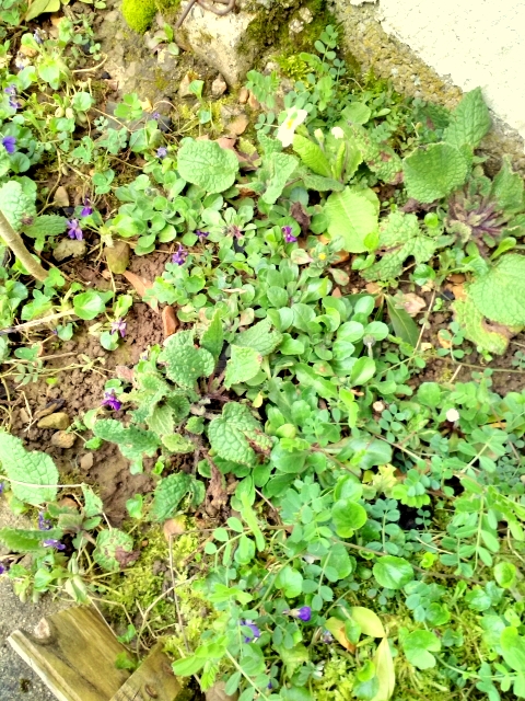 Annexe IMG_20180329_124317p.jpg