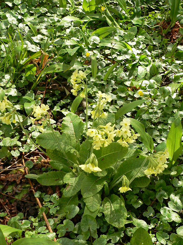 Annexe Sous-bois.jpg
